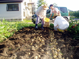 我がホームの菜園-2